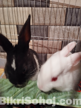 খরগোশের বাচ্চা Rabbit